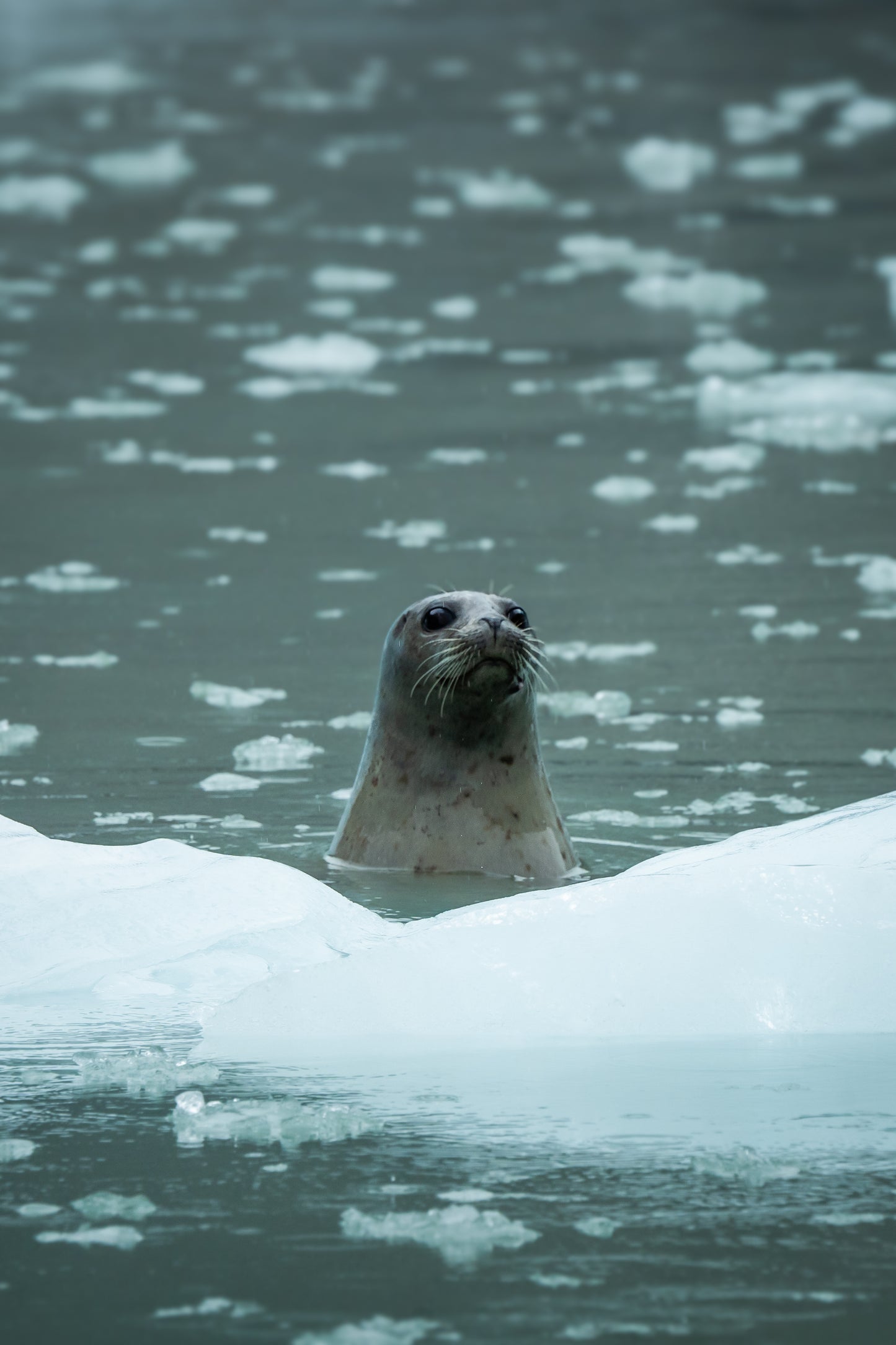 2025 TPM Annual Photography Retreat | Alaska