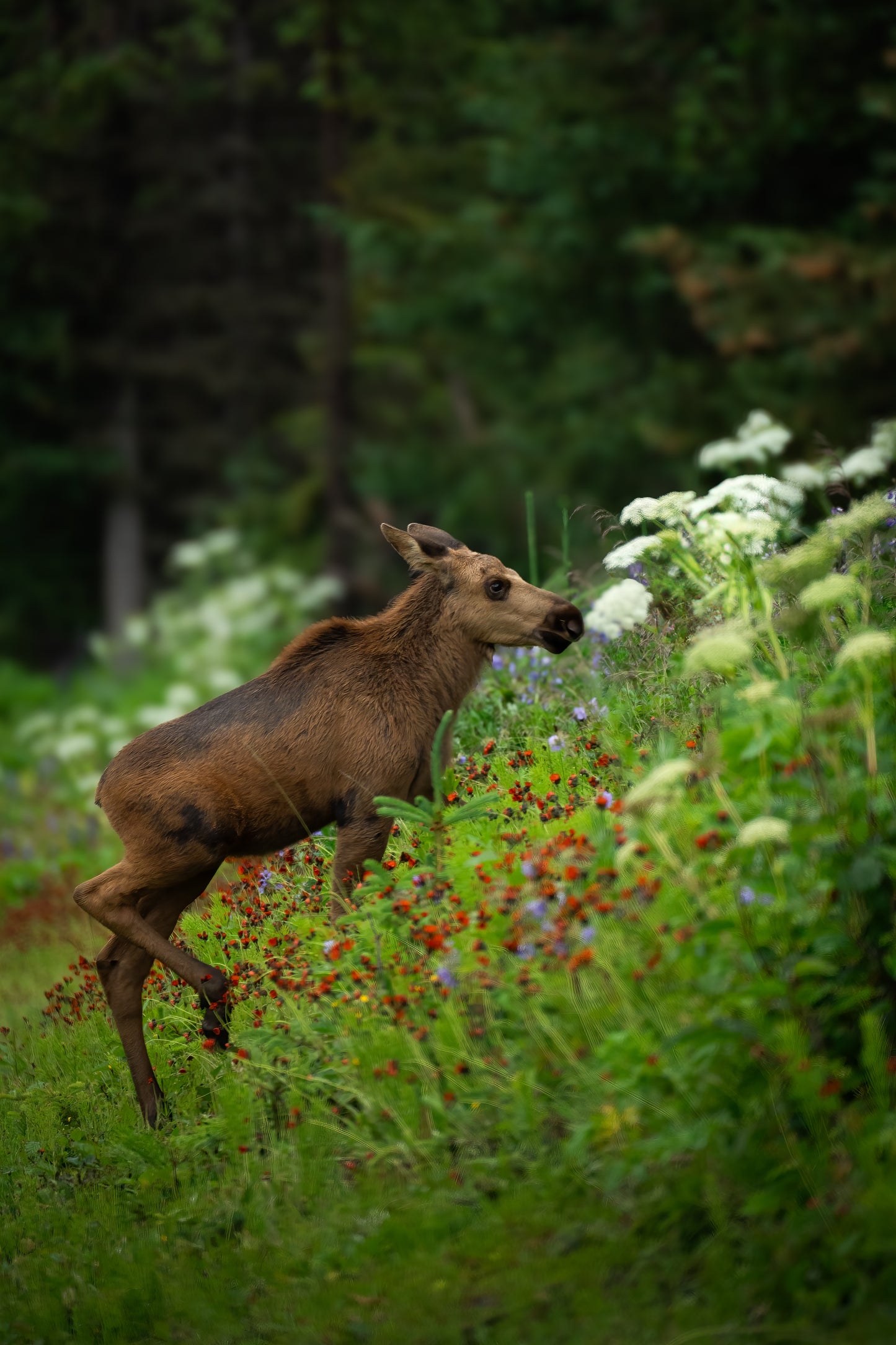 2025 TPM Annual Photography Retreat | Alaska